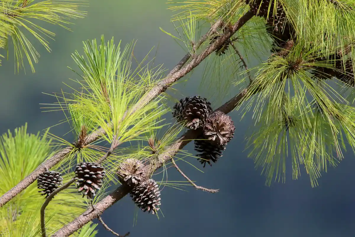 Read more about the article Native plants of the Dominican Republic: a guide to exotic color